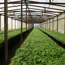 Load image into Gallery viewer, MARCUS DANIEL® <br> SHADE GROWN <br> Classic