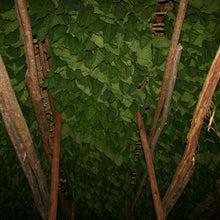 Load image into Gallery viewer, MARCUS DANIEL® PROPRIETOR’S BLEND™ CIGAR - Dominican Collection
