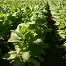 Load image into Gallery viewer, SAXON LOXLEY™ PIPE TOBACCO